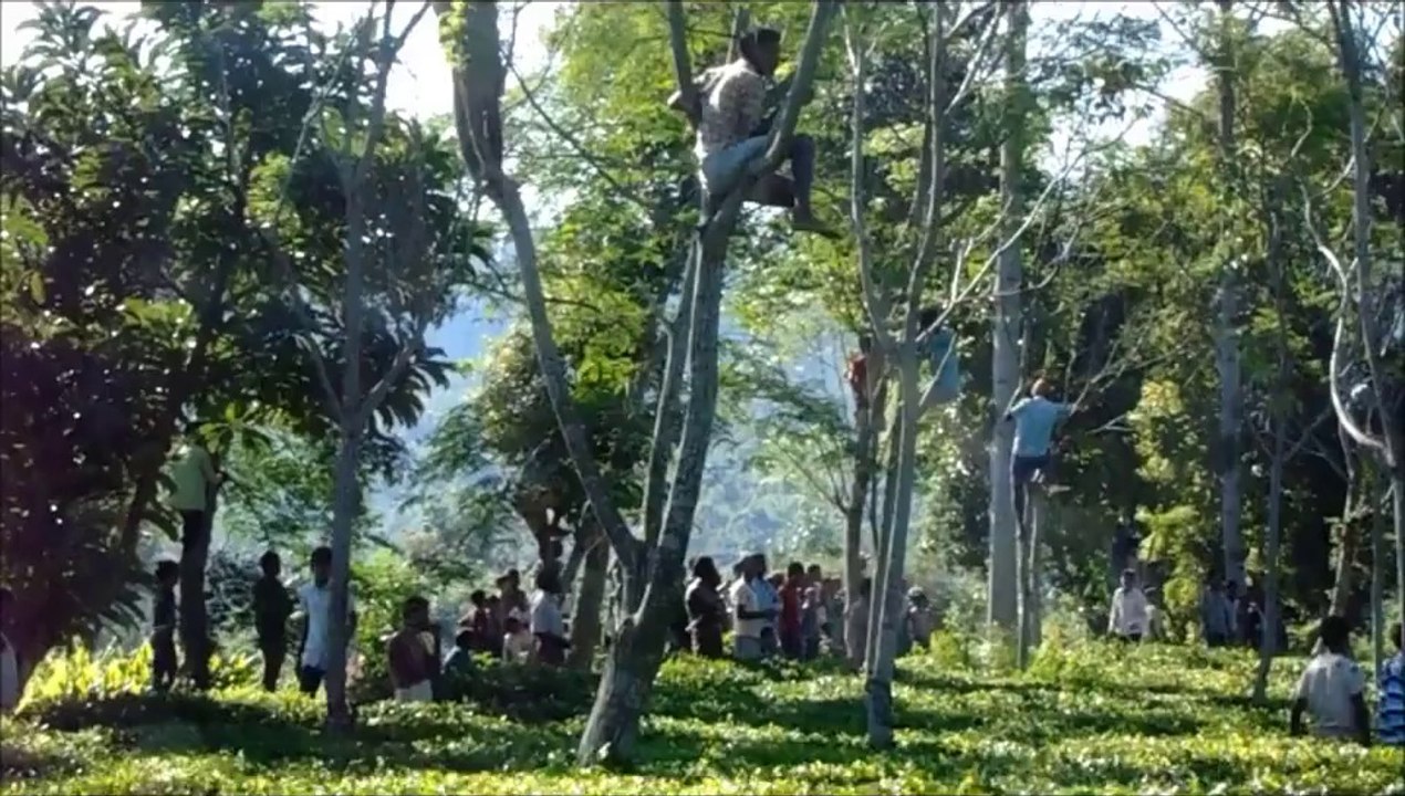 Un éléphant coincé sur le dos sauvé par une équipe de vétérinaires!