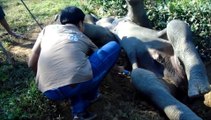 Elephant trapped in an irrigation ditch rescued!