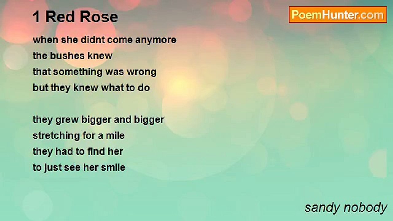sandy nobody - 1 Red Rose