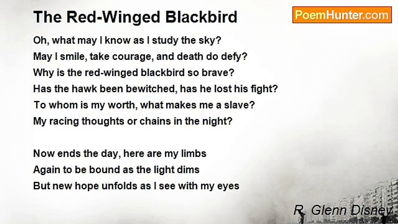 R. Glenn Disney - The Red-Winged Blackbird