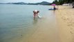 Bichon Frise Dogs Swimming Having Fun Bophet Beach Ko Samui Thailand