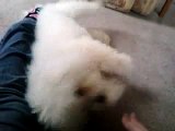 Max (Bichon Frise) Doing Tricks