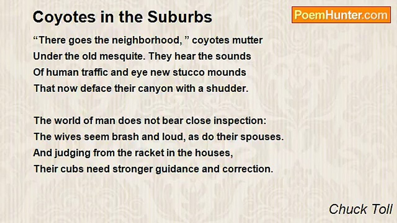 Chuck Toll - Coyotes in the Suburbs