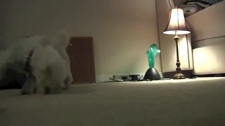 Red Ju Jube & Bichon Frise Dog Plays Crazy on Carpet and then eats it!
