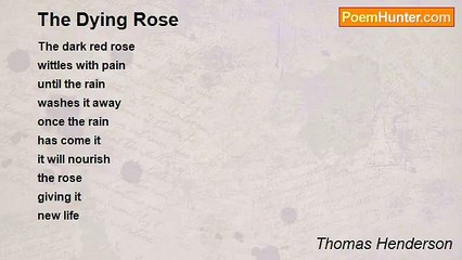Thomas Henderson - The Dying Rose