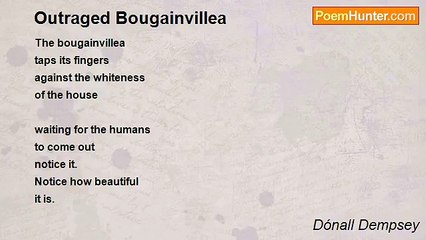 Dónall Dempsey - Outraged Bougainvillea