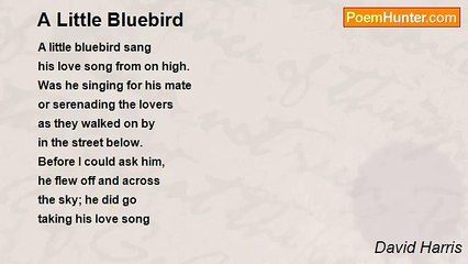 David Harris - A Little Bluebird