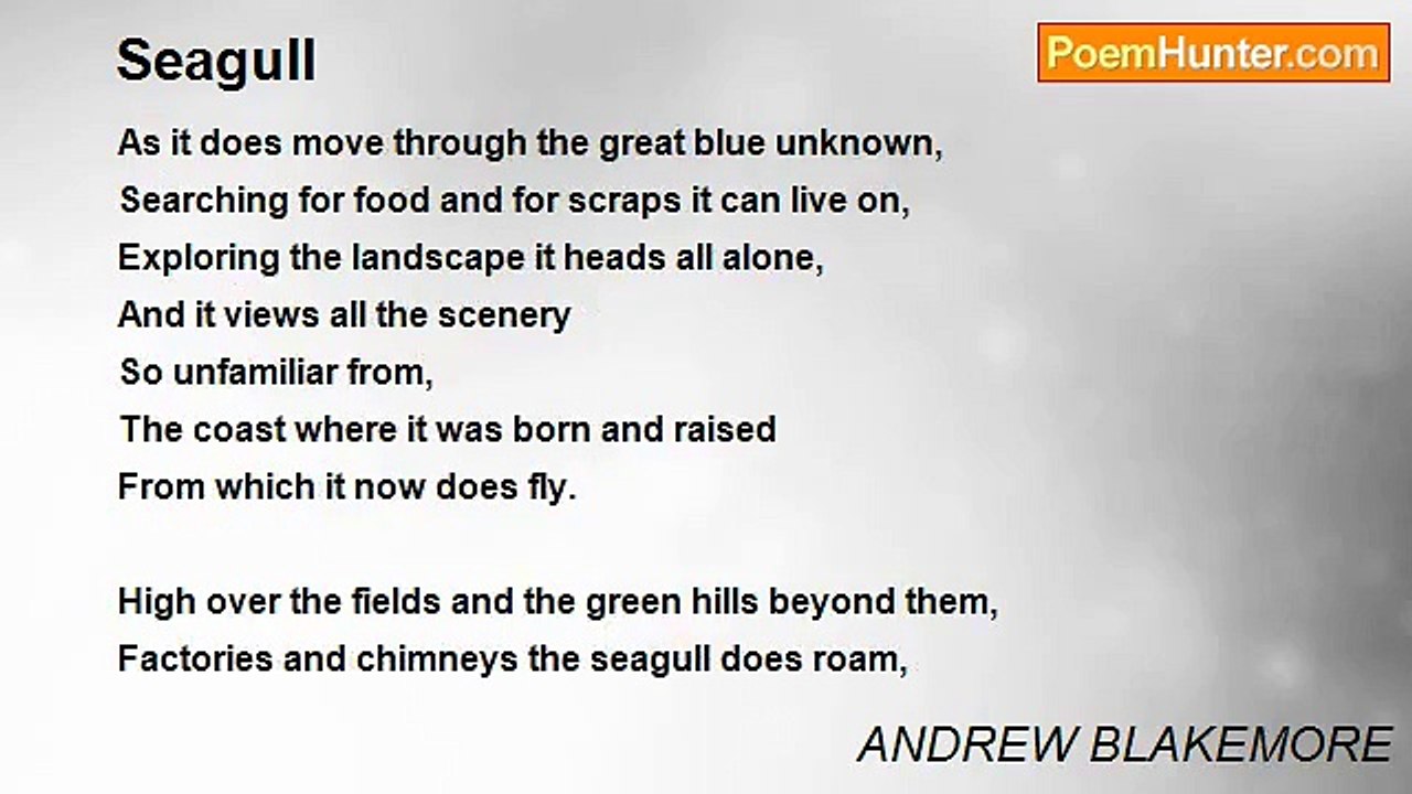 ANDREW BLAKEMORE - Seagull