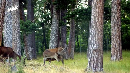 HOUSE OF CARS: 23 de noviembre en Discovery Max