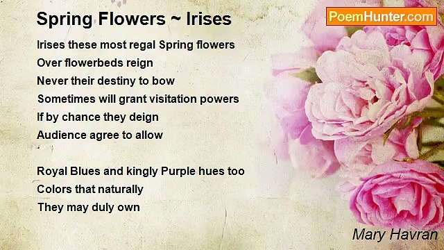 Mary Havran - Spring Flowers ~ Irises