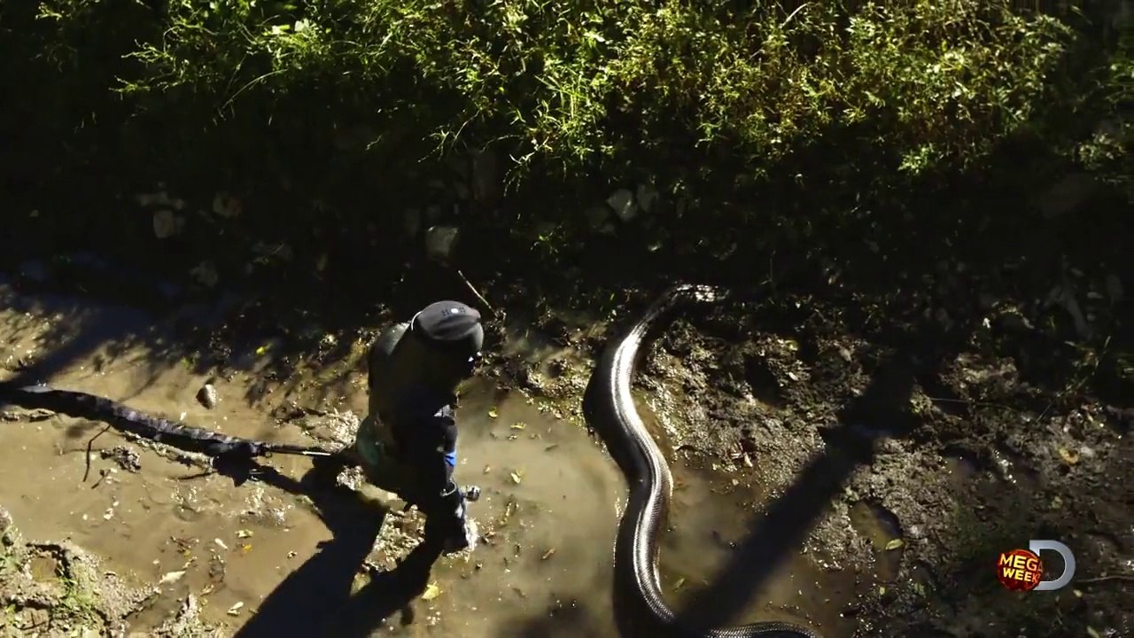 Il se fait avaler vivant par un anaconda