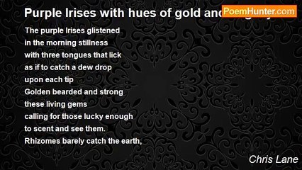 Chris Lane - Purple Irises with hues of gold and fragility