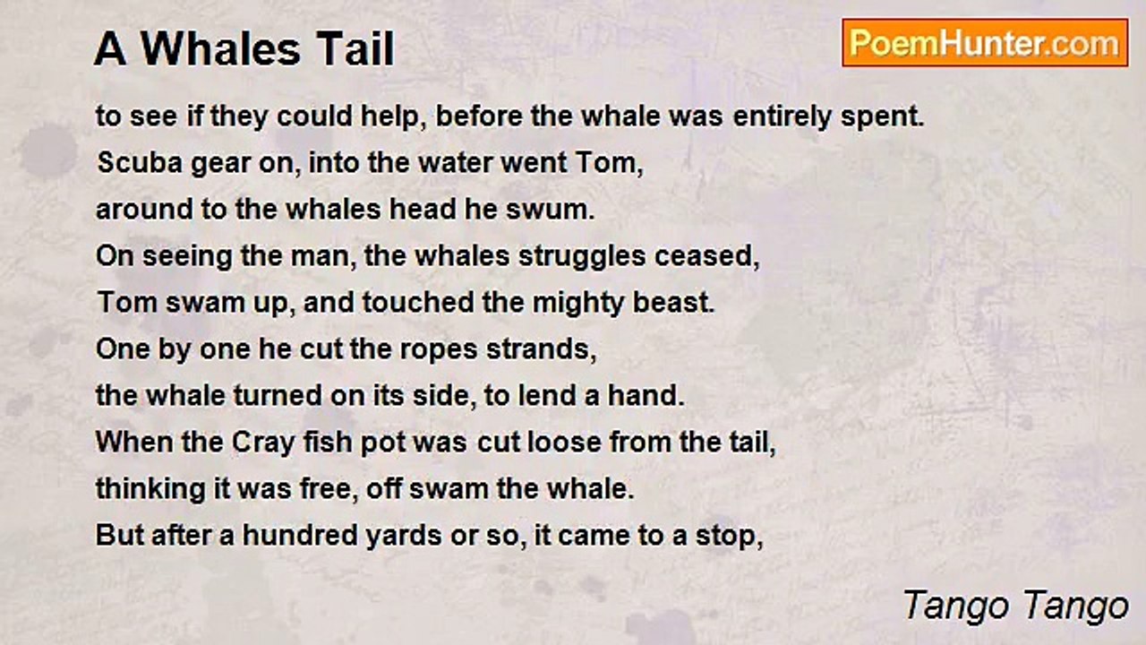 Tango Tango - A Whales Tail