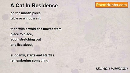 shimon weinroth - A Cat In Residence