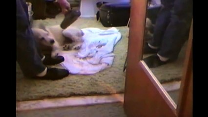 [+18 ~ Sexy Funny Girl]Puppy Loves Blow Dryer