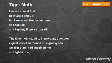 Alison Cassidy - Tiger Moth
