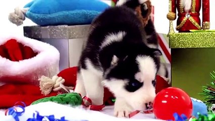 [+18 ~ Sexy Funny Girl]Husky Puppies Winter Wonderland