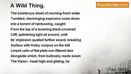 Fay Slimm - A Wild Thing.