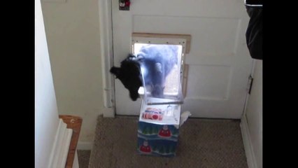 [+18 ~ Sexy Funny Girl]Persistant Dog Finds Victory