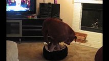 [+18 ~ Sexy Funny Girl]Big Dog In A Little Bed