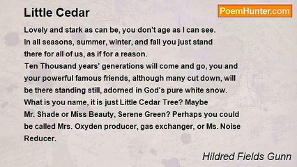 Hildred Fields Gunn - Little Cedar