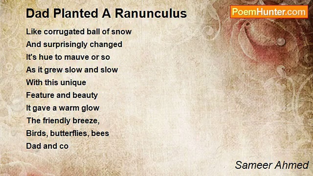 Sameer Ahmed - Dad Planted A Ranunculus