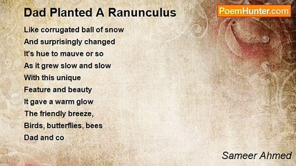 Sameer Ahmed - Dad Planted A Ranunculus