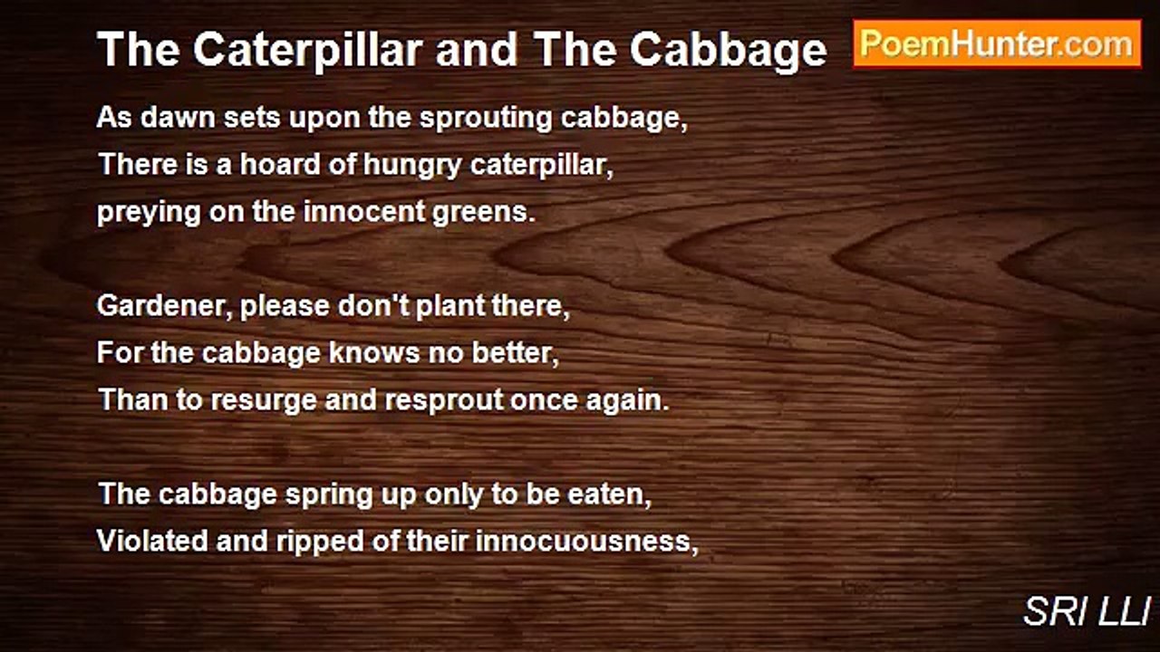 SRl LLl - The Caterpillar and The Cabbage