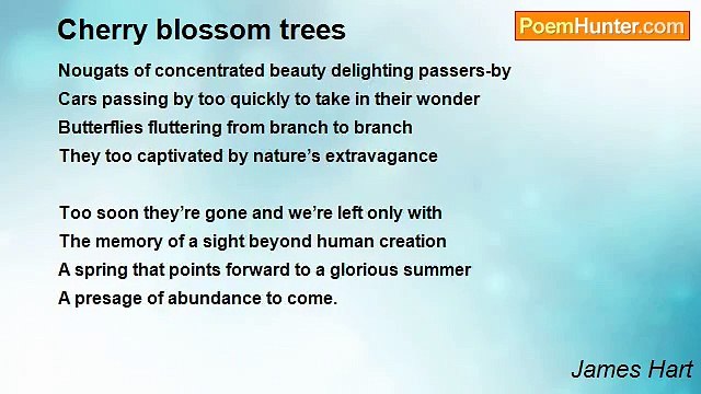 James Hart - Cherry blossom trees