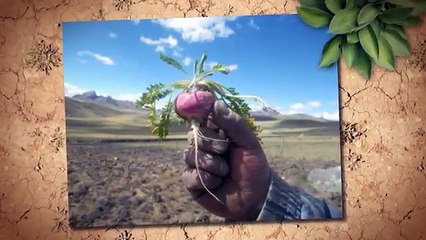 ¿La maca tiene contraindicaciones?