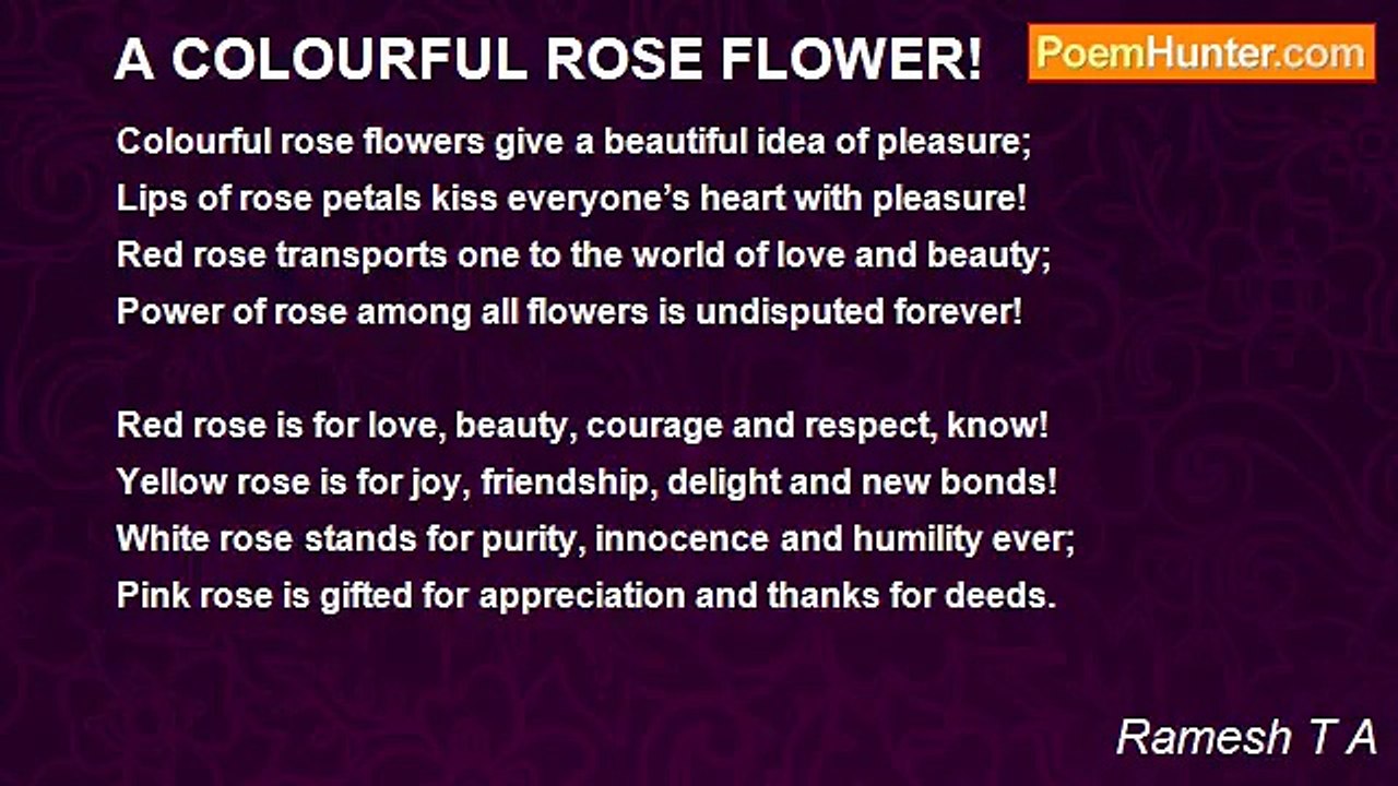 Ramesh T A - A COLOURFUL ROSE FLOWER!