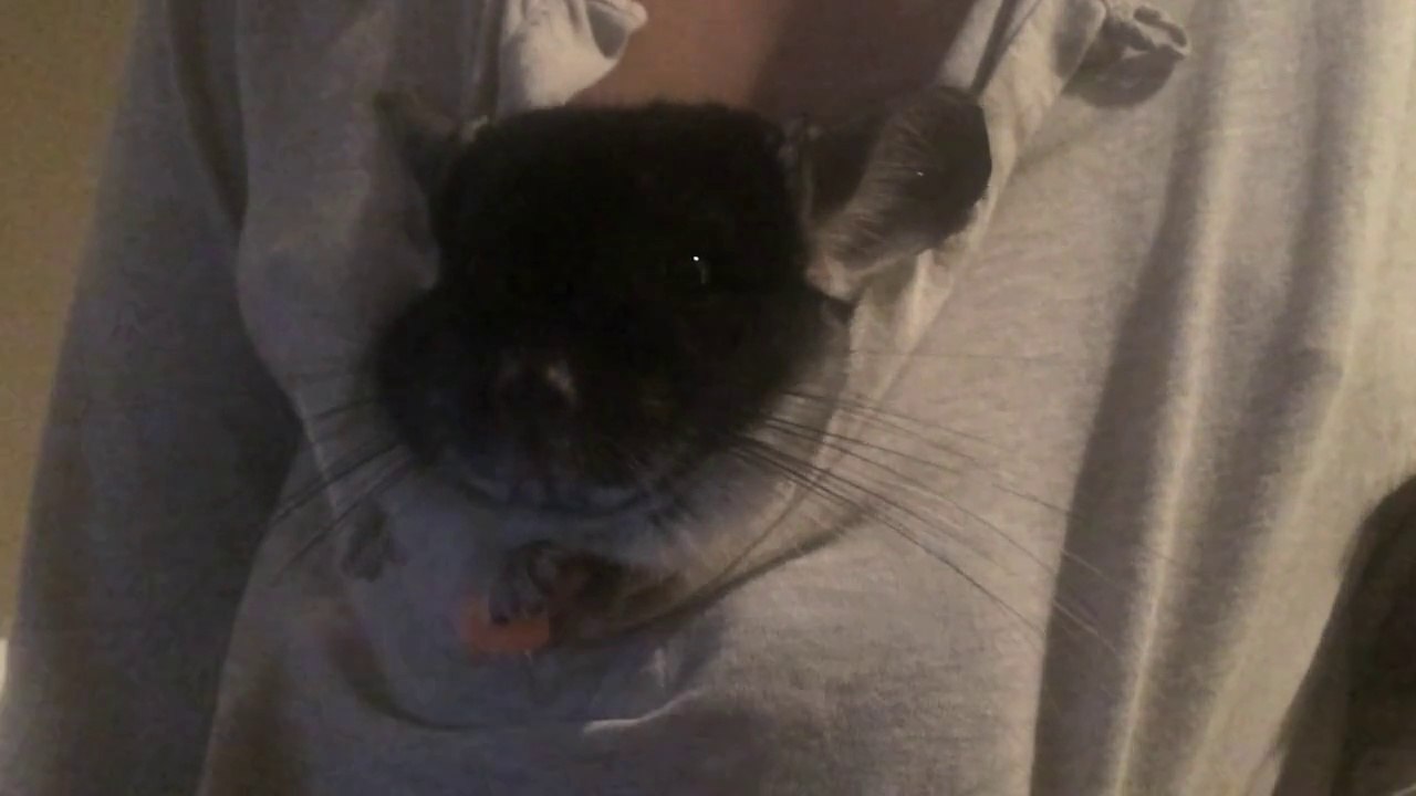 Chinchilla Eating Vitamin C in My Shirt!