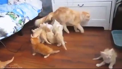 [+18 ~ Sexy Funny Girl]Pranks - Gags - Win - Fail.250