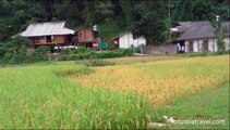 Vietnam Terraced Rice Paddy Fields, Yen Bai, Mu Cang Chai, Northwest Vietnamt