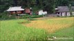 Vietnam Terraced Rice Paddy Fields, Yen Bai, Mu Cang Chai, Northwest Vietnamt