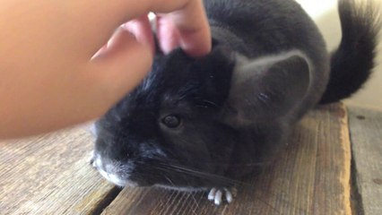 Experience the Joy of Petting Koko the Adorable Chinchilla 🐹