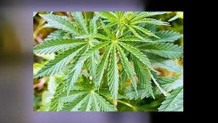 Weed Delivery Los Angeles