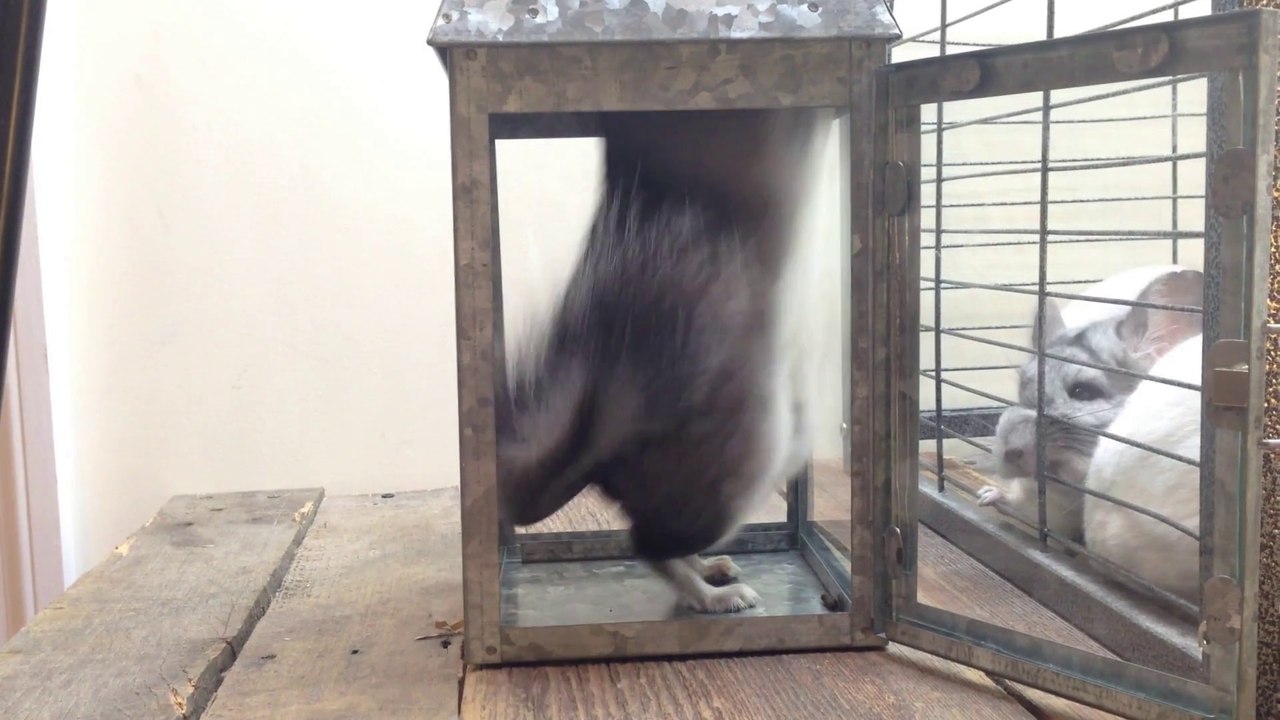 Curious Intelligent Chinchilla
