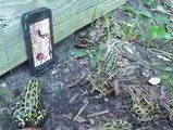 Frogs Getting Scared By a Snake Clip On a Mobile