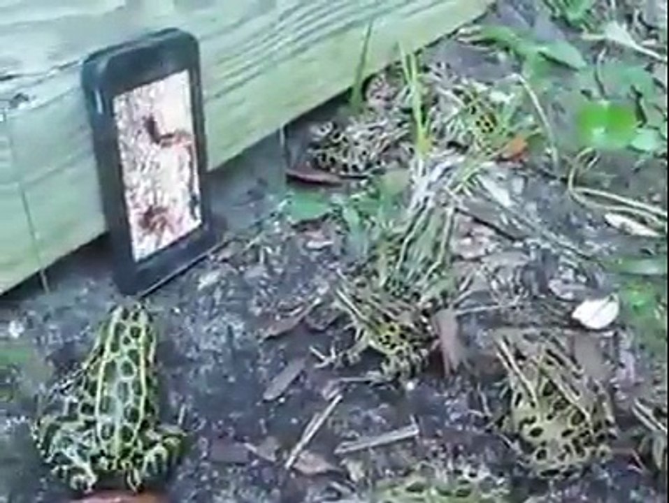 Frogs Getting Scared By a Snake Clip On a Mobile