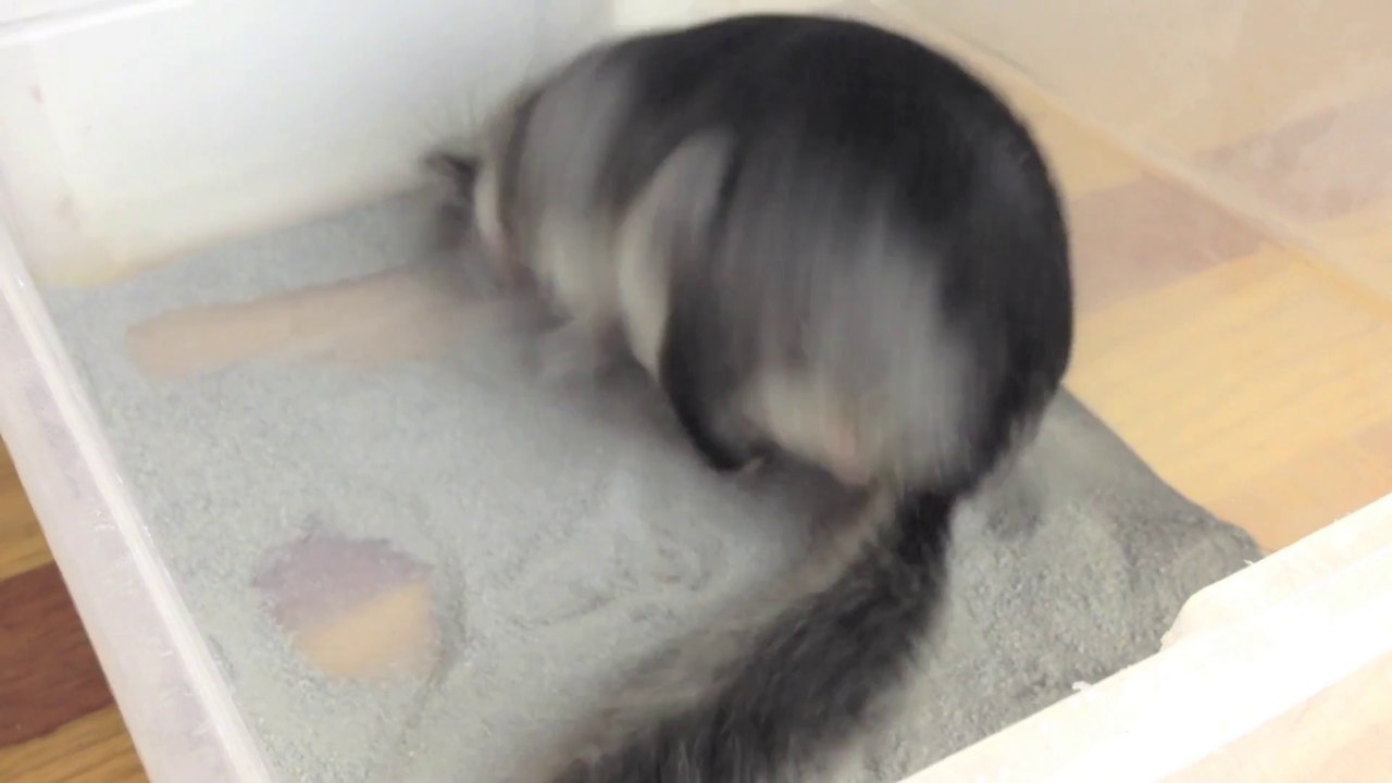Fat Chinchilla Dusting!