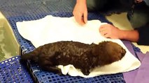 Abandonné, ce bébé loutre apprend à nager avec ses soigneurs !