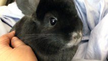 Chinchilla Romping Around in Bed!