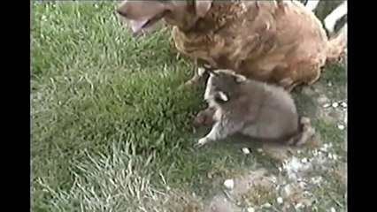 [+18 ~ Sexy Funny Girl]Dogs and Raccoon Are Friends