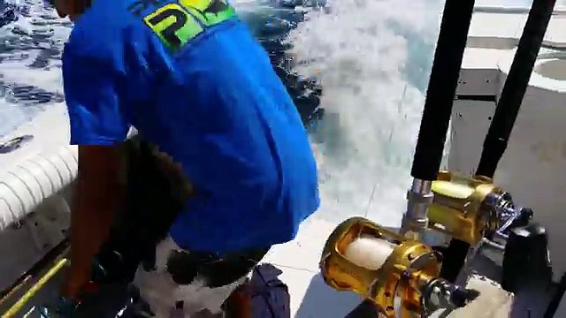 Un lion de mer bien décidé à manger du poisson poursuit un bateau de pêcheurs !