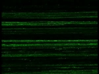 Bérurier Noir- Fils de