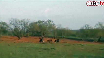 Yaban domuzlarını havaya uçurmak