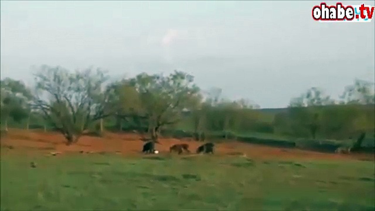 Yaban domuzlarını havaya uçurmak