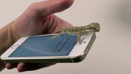 iPhone 5S Lizard Test - Touch ID