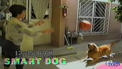 Funny Animal Videos -- Dog Attacking Kids & More